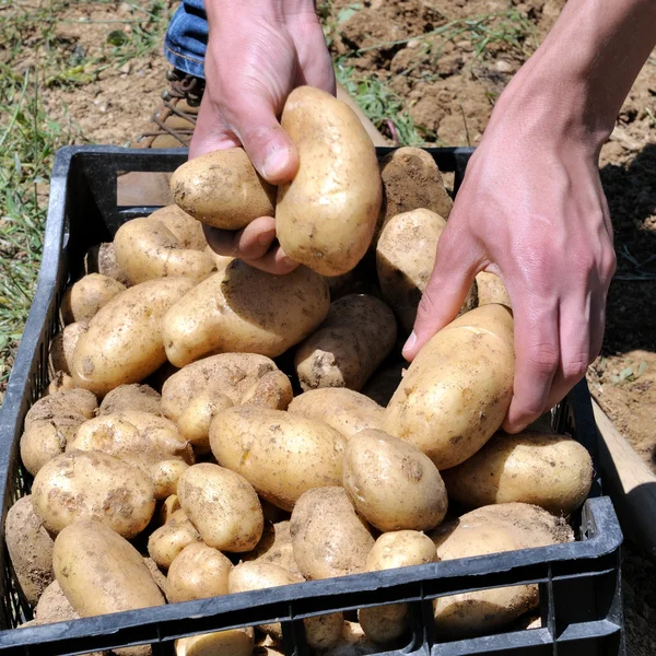 Harvesting potatoes