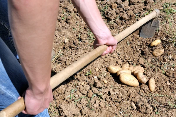 Raccolta delle patate — Foto Stock