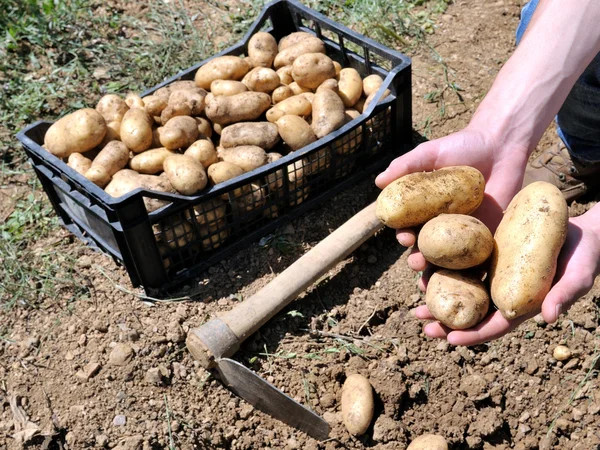 Skörda potatis — Stockfoto
