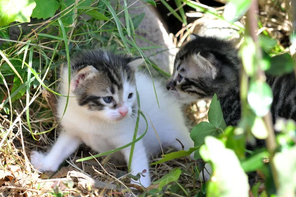 Gatitos — Foto de Stock