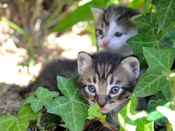 Kittens — Stockfoto