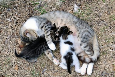 Dişi kedi yavru kedi ile