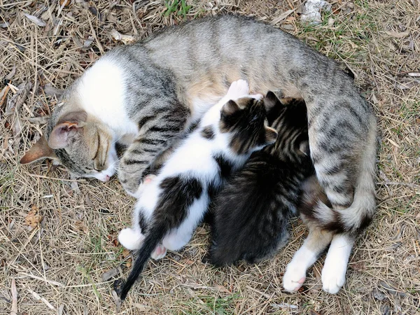 Female cat with kittens — Stock Photo, Image