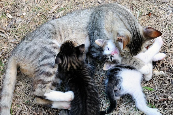Female cat with kittens — Stock Photo, Image
