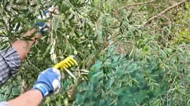 Sonbaharda olgun zeytinleri elde etmek için manuel tırmık kullanan yetişkin bir çiftçinin ellerine yakın çekim. Sardunya 'da geleneksel tarım. Çekim, yavaş çekim.