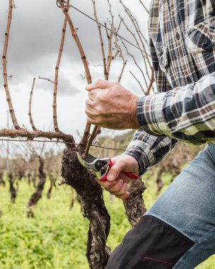 Şarap imalatçısının elleri, üzüm bağını profesyonel çelik makasla buduyor. Geleneksel tarım. Kış budama, Guyot yöntemi.