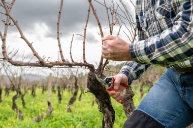 Şarap imalatçısının elleri, üzüm bağını profesyonel çelik makasla buduyor. Geleneksel tarım. Kış budama, Guyot yöntemi.