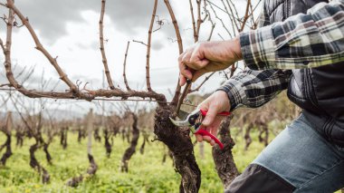 Şarap imalatçısının elleri, üzüm bağını profesyonel çelik makasla buduyor. Geleneksel tarım. Kış budama, Guyot yöntemi.