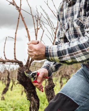 Şarap imalatçısının elleri, üzüm bağını profesyonel çelik makasla buduyor. Geleneksel tarım. Kış budama, Guyot yöntemi.