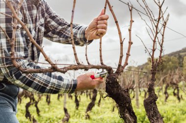 Şarap imalatçısının elleri, üzüm bağını profesyonel çelik makasla buduyor. Geleneksel tarım. Kış budama, Guyot yöntemi.