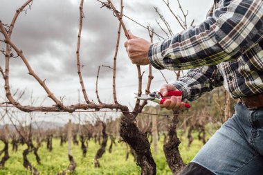 Şarap imalatçısının elleri, üzüm bağını profesyonel çelik makasla buduyor. Geleneksel tarım. Kış budama, Guyot yöntemi.