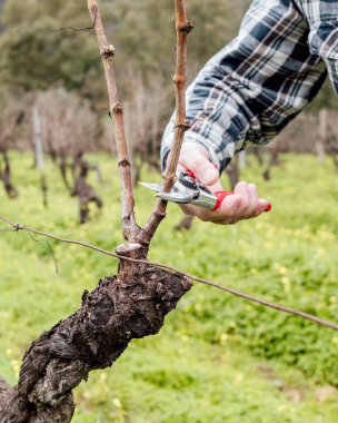 Şarap imalatçısının elleri, üzüm bağını profesyonel çelik makasla buduyor. Geleneksel tarım. Kış budama, Guyot yöntemi.