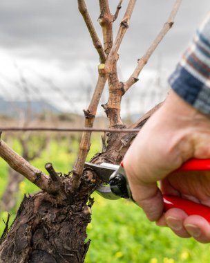 Şarap imalatçısının elleri, üzüm bağını profesyonel çelik makasla buduyor. Geleneksel tarım. Kış budama, Guyot yöntemi.