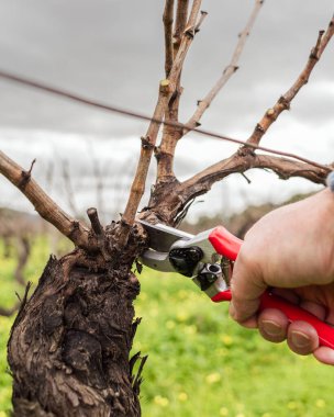Şarap imalatçısının elleri, üzüm bağını profesyonel çelik makasla buduyor. Geleneksel tarım. Kış budama, Guyot yöntemi.