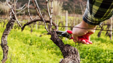 Şarap imalatçısının elleri, üzüm bağını profesyonel çelik makasla buduyor. Geleneksel tarım. Kış budama, Guyot yöntemi.