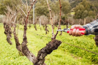 Şarap imalatçısının elleri, üzüm bağını profesyonel çelik makasla buduyor. Geleneksel tarım. Kış budama, Guyot yöntemi.