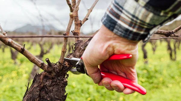 Şarap imalatçısının elleri, üzüm bağını profesyonel çelik makasla buduyor. Geleneksel tarım. Kış budama, Guyot yöntemi.