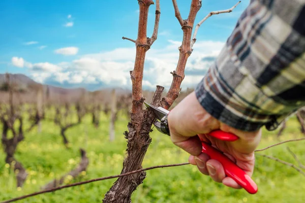 Şarap imalatçısının elleri, üzüm bağını profesyonel çelik makasla buduyor. Geleneksel tarım. Kış budama, Guyot yöntemi.