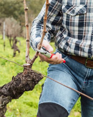 Şarap imalatçısının elleri, üzüm bağını profesyonel çelik makasla buduyor. Geleneksel tarım. Kış budama, Guyot yöntemi.