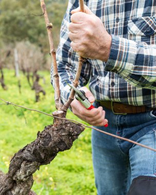 Şarap imalatçısının elleri, üzüm bağını profesyonel çelik makasla buduyor. Geleneksel tarım. Kış budama, Guyot yöntemi.