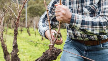 Şarap imalatçısının elleri, üzüm bağını profesyonel çelik makasla buduyor. Geleneksel tarım. Kış budama, Guyot yöntemi.