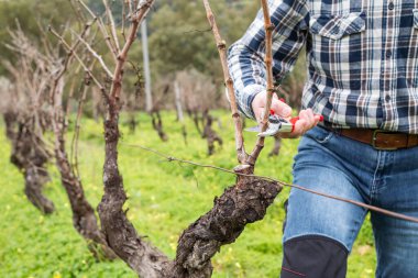 Şarap imalatçısının elleri, üzüm bağını profesyonel çelik makasla buduyor. Geleneksel tarım. Kış budama, Guyot yöntemi.