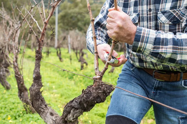 Şarap imalatçısının elleri, üzüm bağını profesyonel çelik makasla buduyor. Geleneksel tarım. Kış budama, Guyot yöntemi.