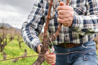 Şarap imalatçısının elleri, üzüm bağını profesyonel çelik makasla buduyor. Geleneksel tarım. Kış budama, Guyot yöntemi.