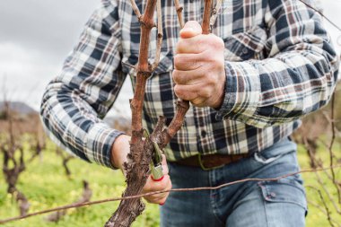 Şarap imalatçısının elleri, üzüm bağını profesyonel çelik makasla buduyor. Geleneksel tarım. Kış budama, Guyot yöntemi.
