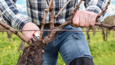 Şarap imalatçısının elleri, üzüm bağını profesyonel çelik makasla buduyor. Geleneksel tarım. Kış budama, Guyot yöntemi.