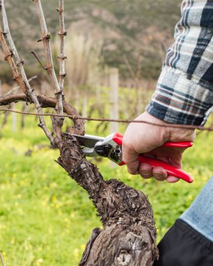 Şarap imalatçısının elleri, üzüm bağını profesyonel çelik makasla buduyor. Geleneksel tarım. Kış budama, Guyot yöntemi.