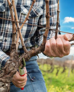 Şarap imalatçısının elleri, üzüm bağını profesyonel çelik makasla buduyor. Geleneksel tarım. Kış budama, Guyot yöntemi.