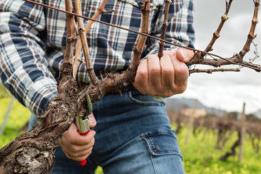 Şarap imalatçısının elleri, üzüm bağını profesyonel çelik makasla buduyor. Geleneksel tarım. Kış budama, Guyot yöntemi.