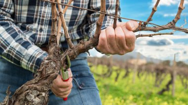 Şarap imalatçısının elleri, üzüm bağını profesyonel çelik makasla buduyor. Geleneksel tarım. Kış budama, Guyot yöntemi.