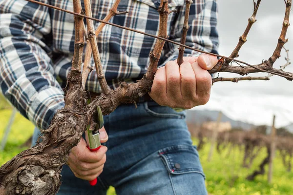 Şarap imalatçısının elleri, üzüm bağını profesyonel çelik makasla buduyor. Geleneksel tarım. Kış budama, Guyot yöntemi.