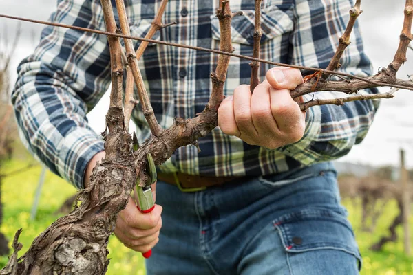 Şarap imalatçısının elleri, üzüm bağını profesyonel çelik makasla buduyor. Geleneksel tarım. Kış budama, Guyot yöntemi.