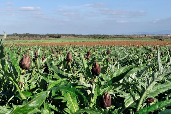 Picture of artichokes of the variety Theme — Stock Photo, Image