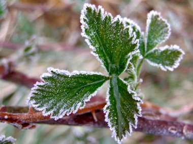 Rime yeşil yapraklı ahududu..