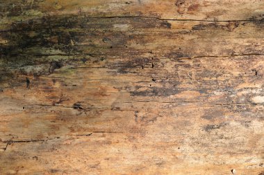Natural wood pine logs. A log without bark. Woody structure.