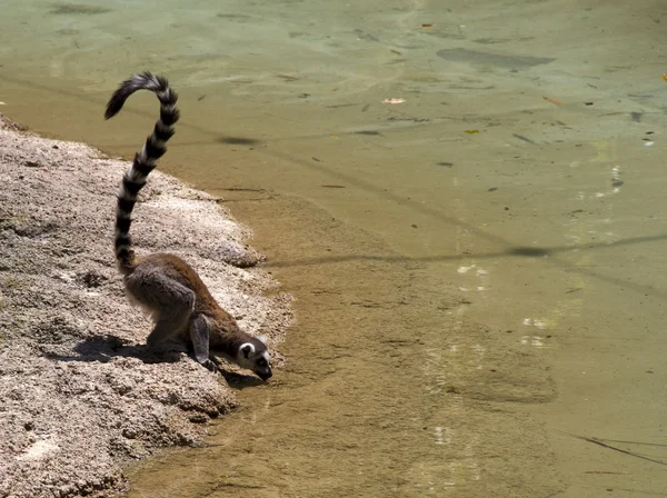 Lemur — Stock fotografie