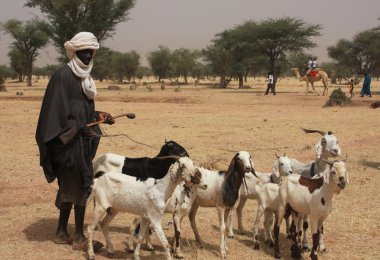 African shepherd  clipart