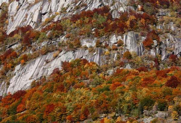 Mountain autumn — Stock Photo, Image