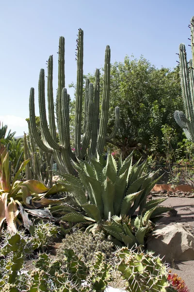 Cactus —  Fotos de Stock