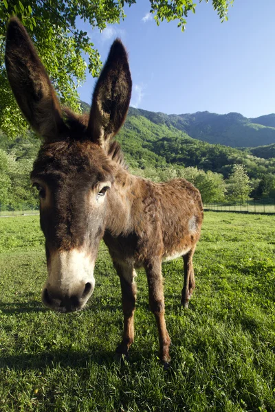 Donkey — Stock Photo, Image