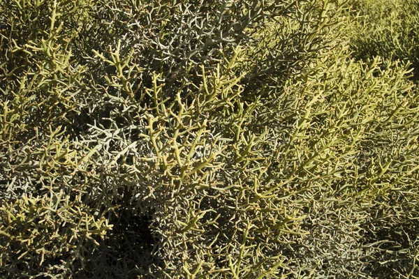 Kaktus tekstura — Zdjęcie stockowe