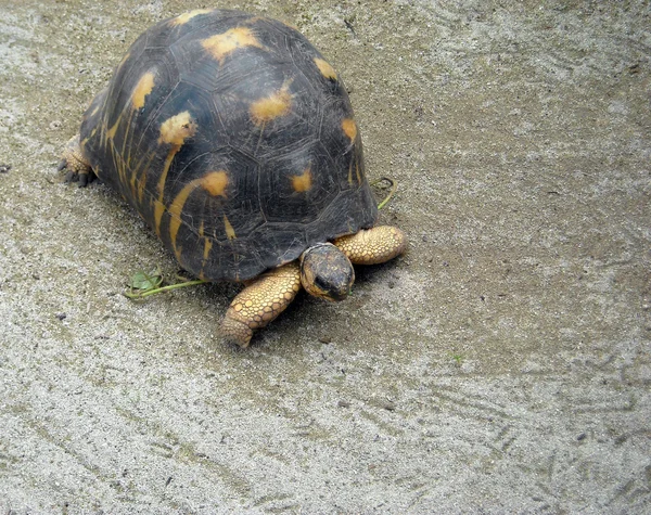 Zeeschildpad — Stockfoto