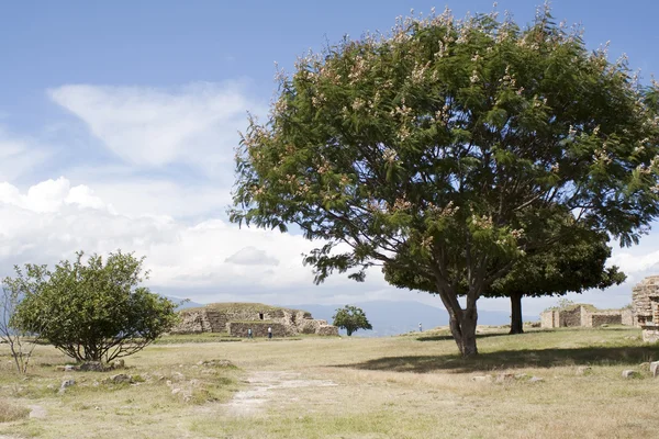 Garden in mexico — Stock Photo, Image