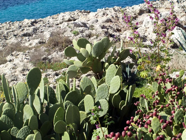 Cactus by sea — Stock Photo, Image