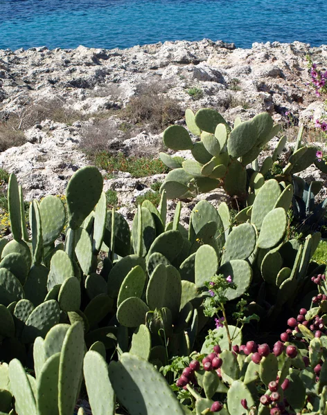 Cactus par la mer — Photo