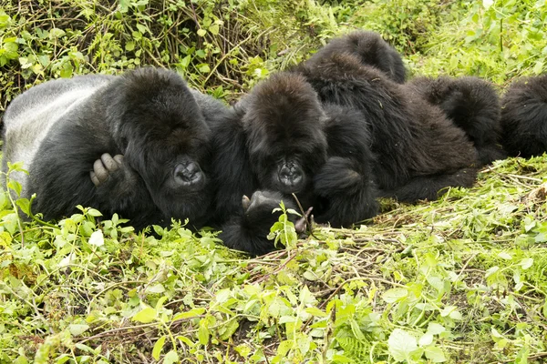 Famiglia Gorilla — Foto Stock